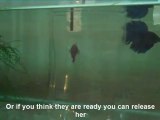 Betta Fish/Siamese Fighting Fish Courtship