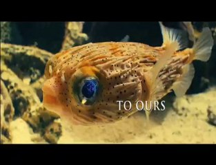 Oceans / Crimson Wing Trailer