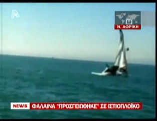 pagritianews.gr- Φάλαινα σε ιστιοπλοϊκό