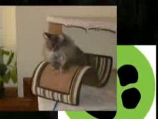 How To Get Rid Of Wasps