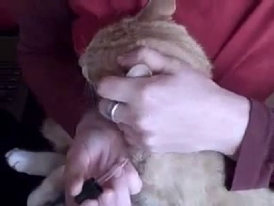 How To Get Rid Of Mites