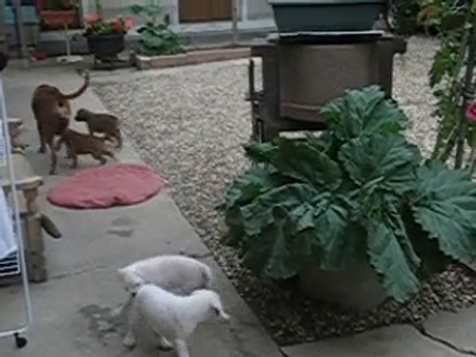 les chiots d'Anaïs et Valdo