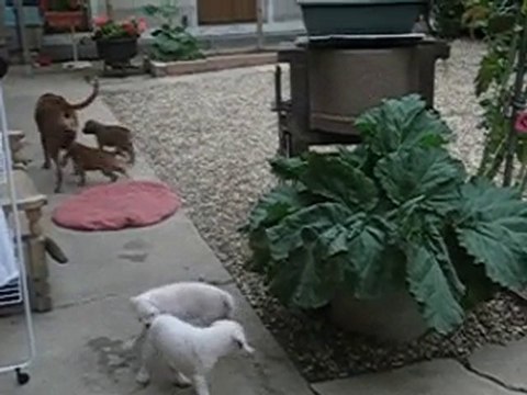 les chiots d'Anaïs et Valdo