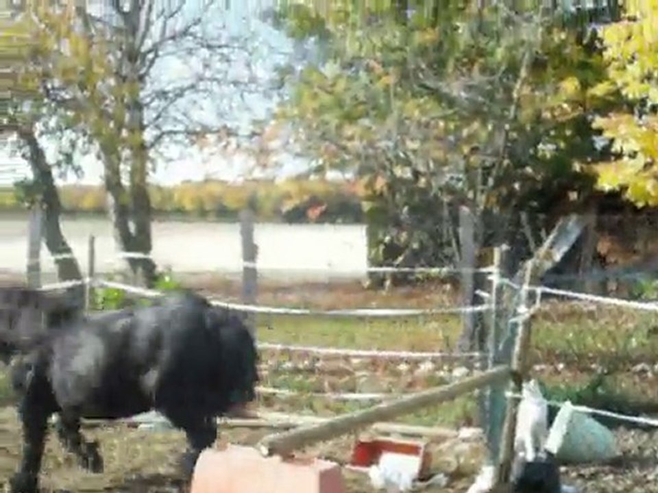 bamby saut en liberté