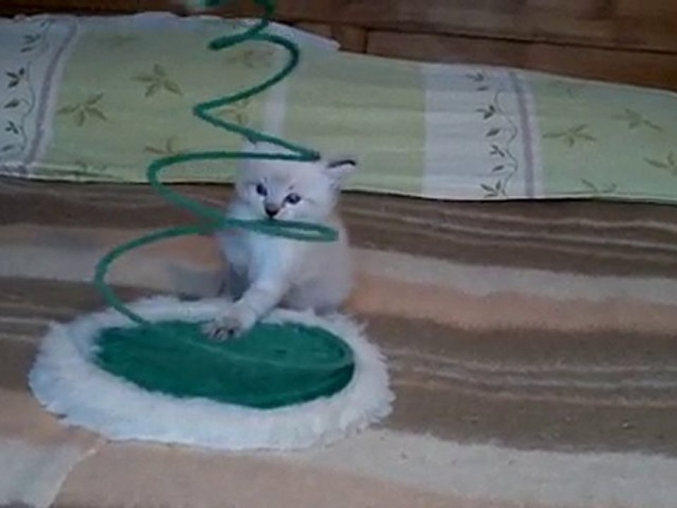 Bébé RAGDOLL à DESDEMONE