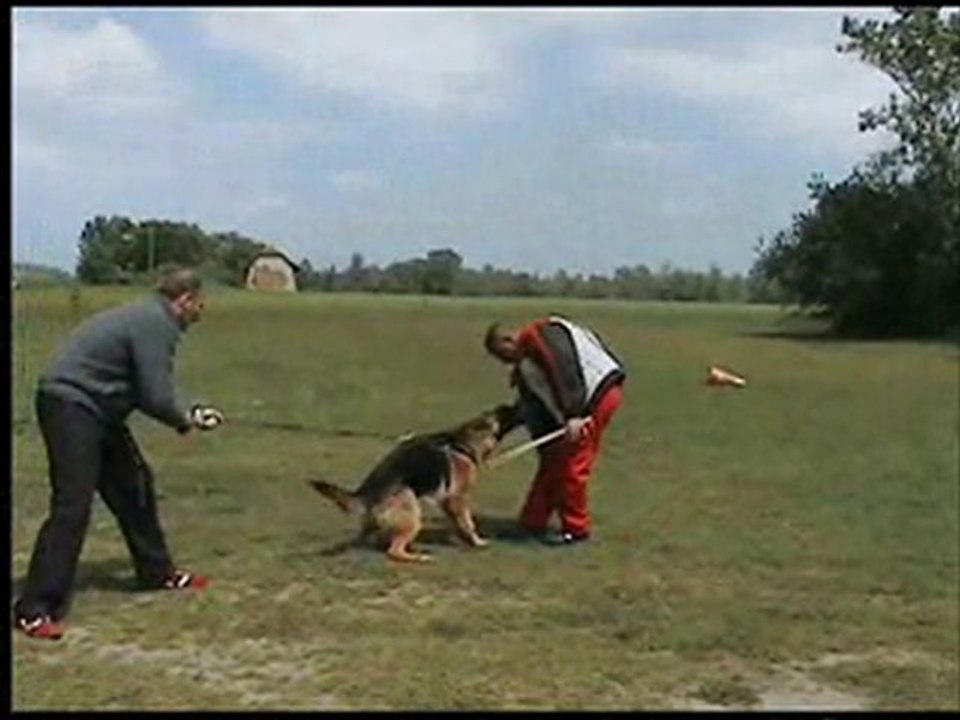 Ebenne à l'entrainement de mordant
