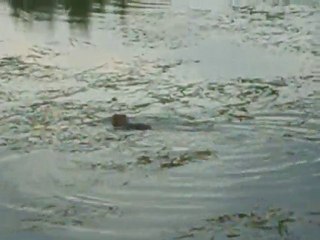 Ragondin sur l'Orge à Athis-mons