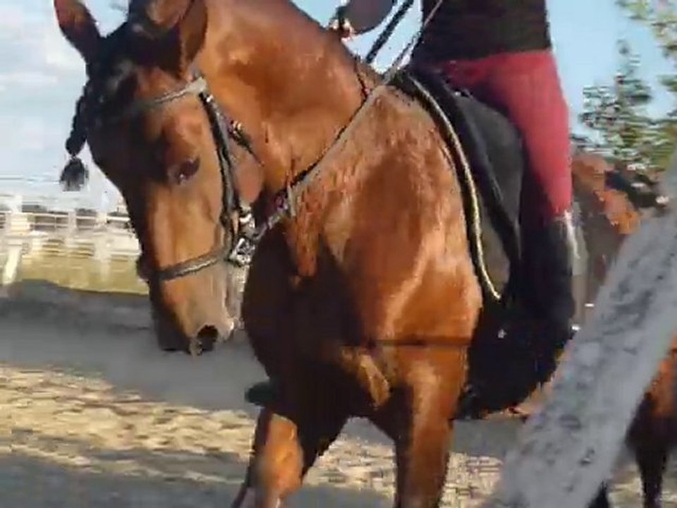 Artista, galop