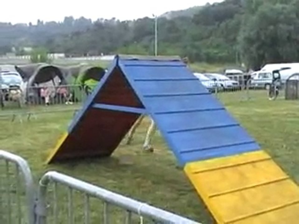 03 07 2010 agility Liège 7 caniche