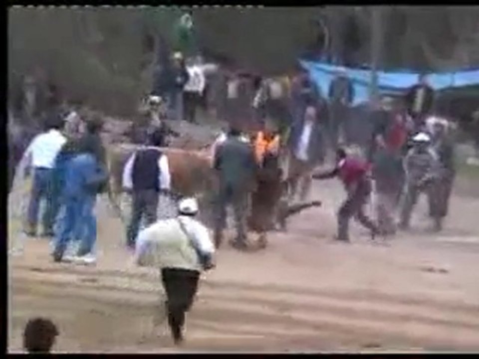 Artvin  Yusufeli İlçesi  Sarıgöl Boğa Güreşleri 2006