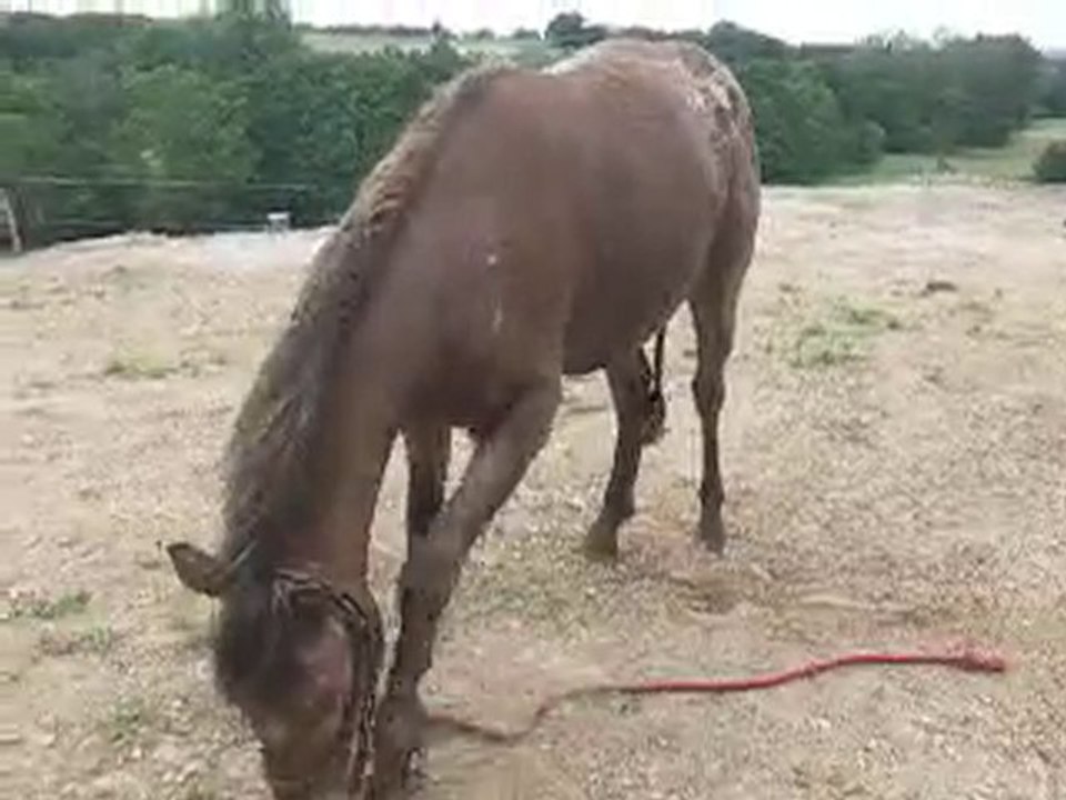 Roulade 2 oscar apre ca douche