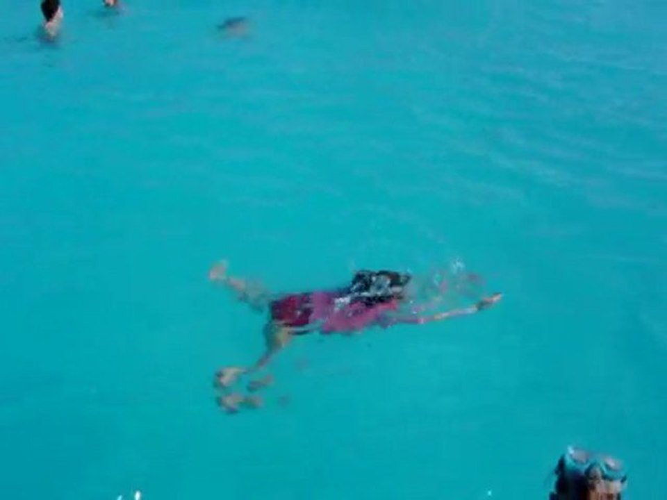 Guillemette à la nage