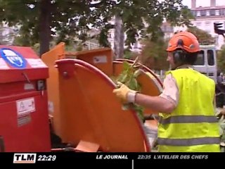 Plus de Marronniers  place Bellecour ! (Lyon)