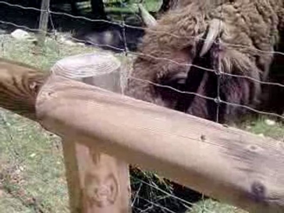 Les Bisons Adorent L'Herbe :) !!