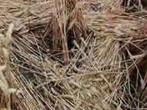New Crop Circle nr Alton Barnes, Wiltshire - 26 July 2010