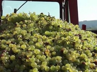 Vignerons des Terres Secrètes