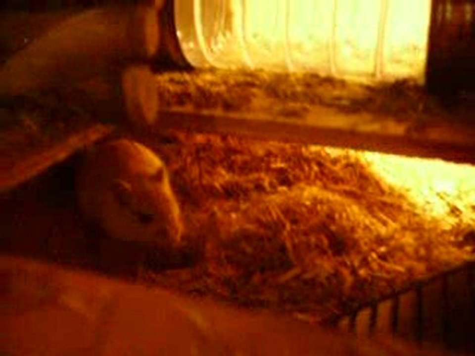 Mes gerbils qui rongent