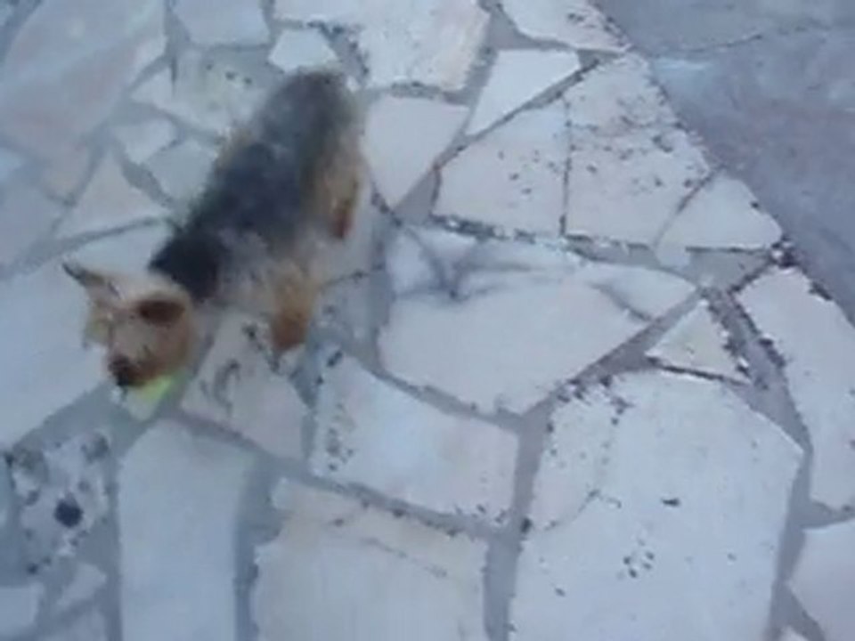 partie de foot avec son chien