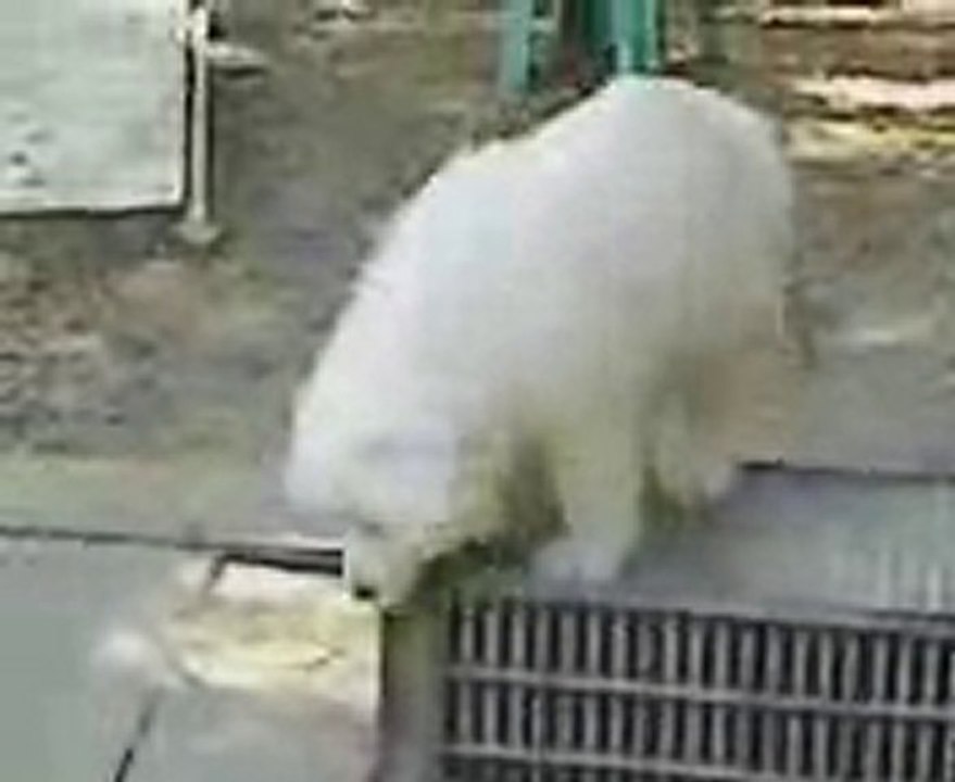 chien montagne des pyrénées bébé au haras de Chante-Neige