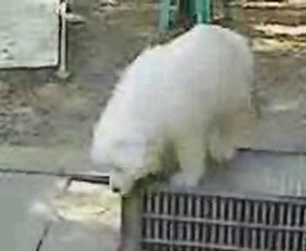 chien montagne des pyrénées bébé au haras de Chante-Neige