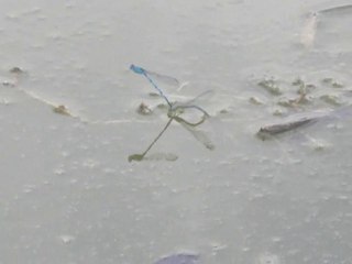 Accouplement de demoiselles