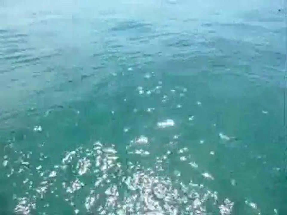 orgues marines Zadar