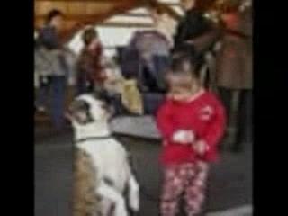 amstaff et les enfants