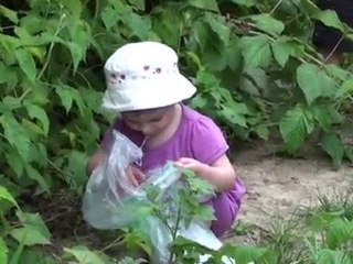 Petite Louise cueille des framboises
