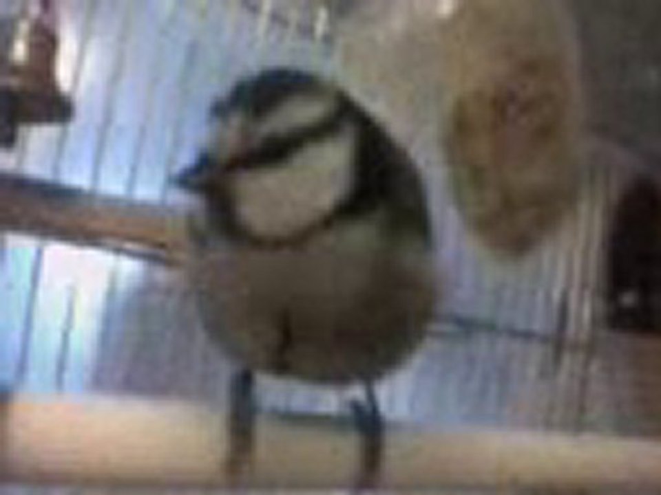 Nos chez nous...Qui est là?