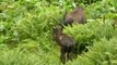 Randonnée Pyrénées Ariègeoises rencontre avec les chevaux