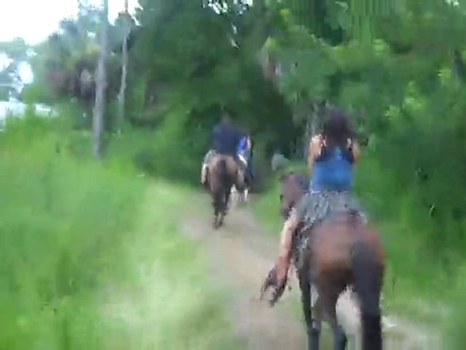 My horse was a Donkey