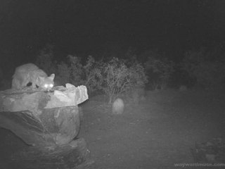 Kit Fox in the Wild