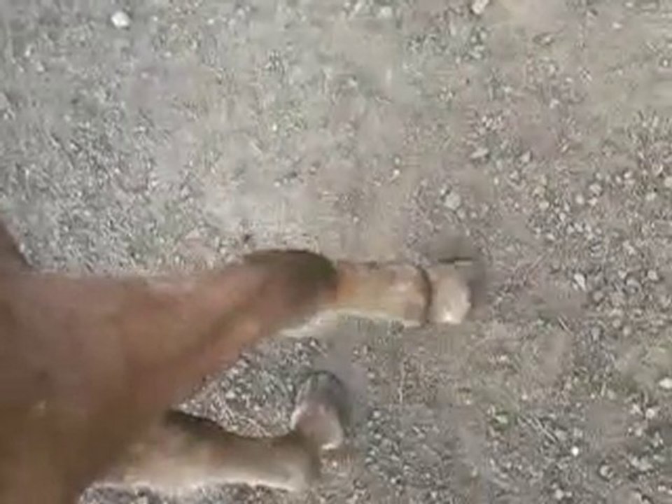 mon bebe fait la jambette