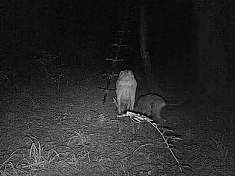 chevrette 3 pattes et faon DM