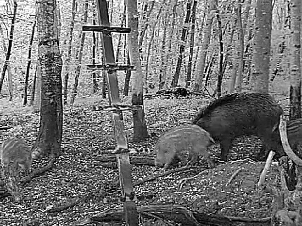 Laie et marcassins pas rassurés !!!