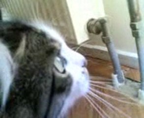 Avcı kedi ZARİFE-KEDİLİEV