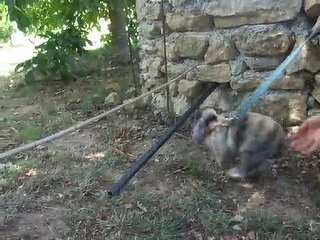 Mon Lapin &é son sauut foireux Mdr'