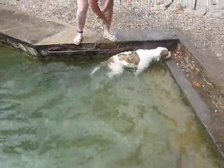 le cours de natation