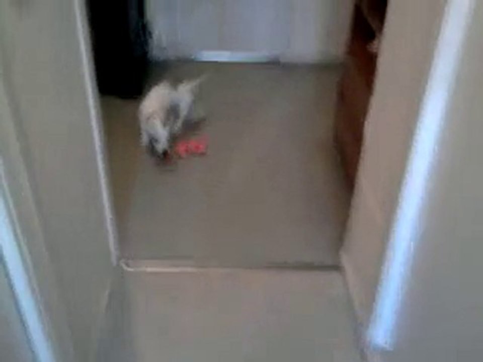 filou