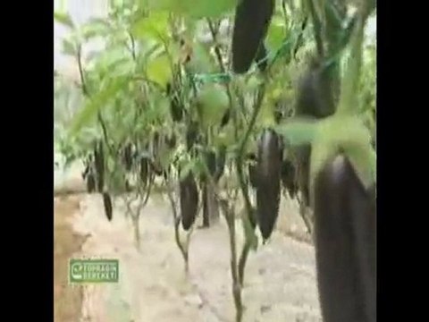 M.O.G. Organik Sıvı Gübre - Antalya Patlıcan Üreticisi