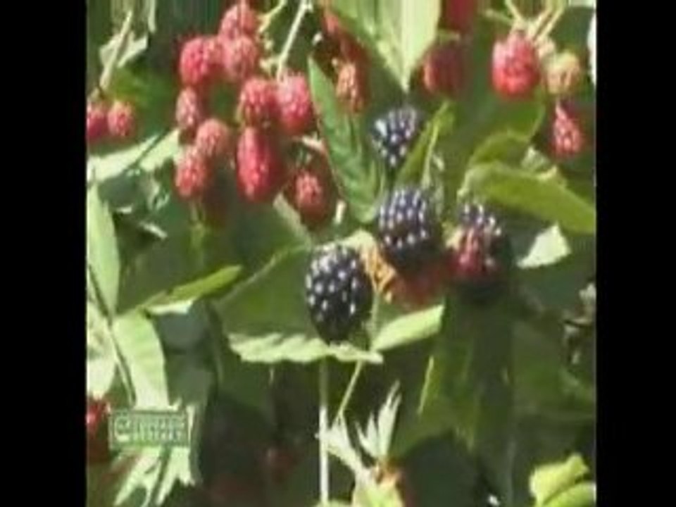 M.O.G. Organik Sıvı Gübre - Bursa Böğürtlen Üreticisi