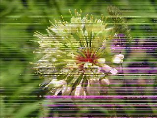 Diaporama Fleurs