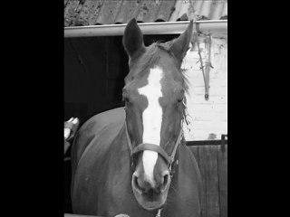 querina la jument que j'avais en demi-pension