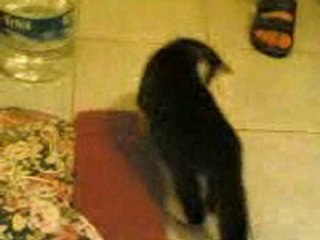 ZARIFE KEDI  Futbolcu Olacak-KEDILIEV