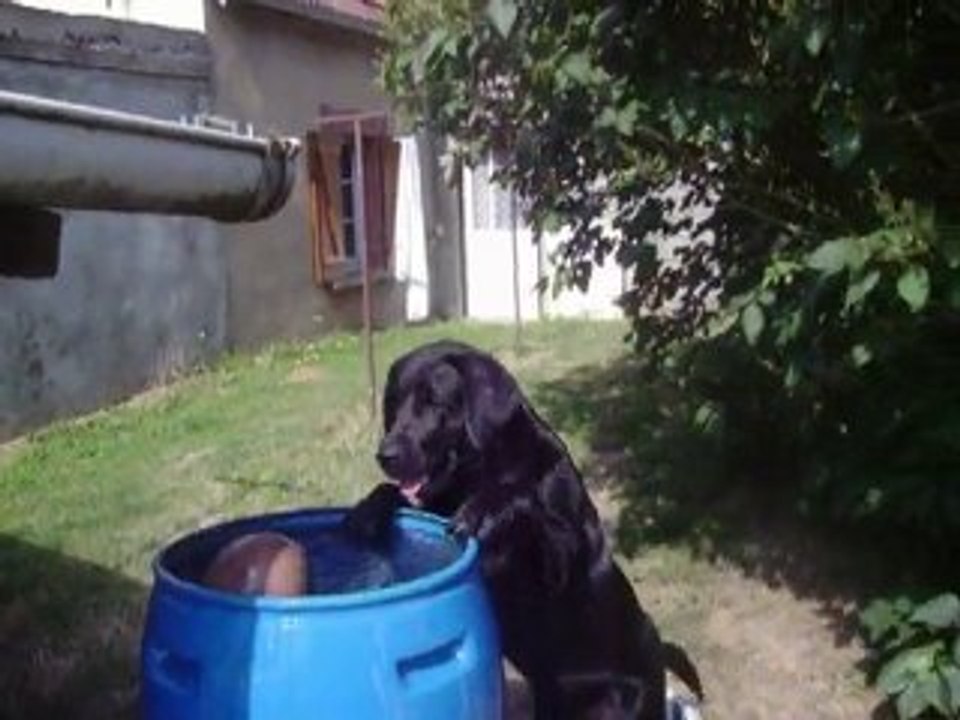 Un chien malin
