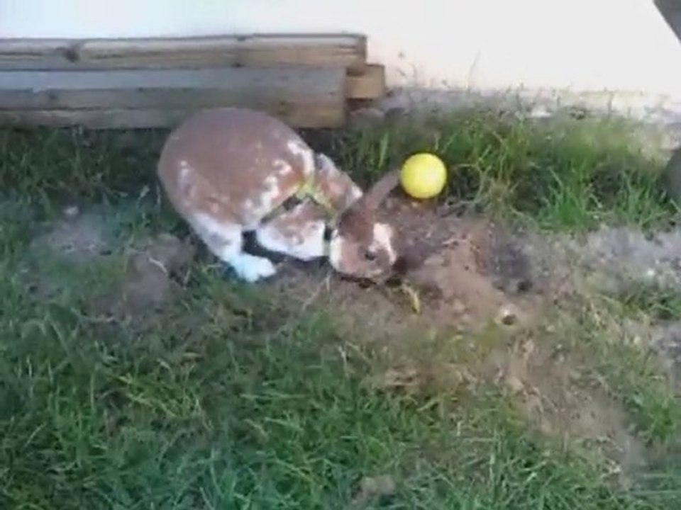 lapin