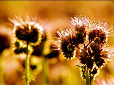 DreamScene Masaüstü Arılar Windows Vista Ultimate Windows 7