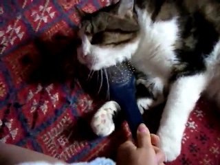 Mon chat se brosse tout seul