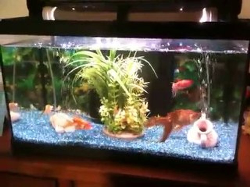 Poissons Rouge