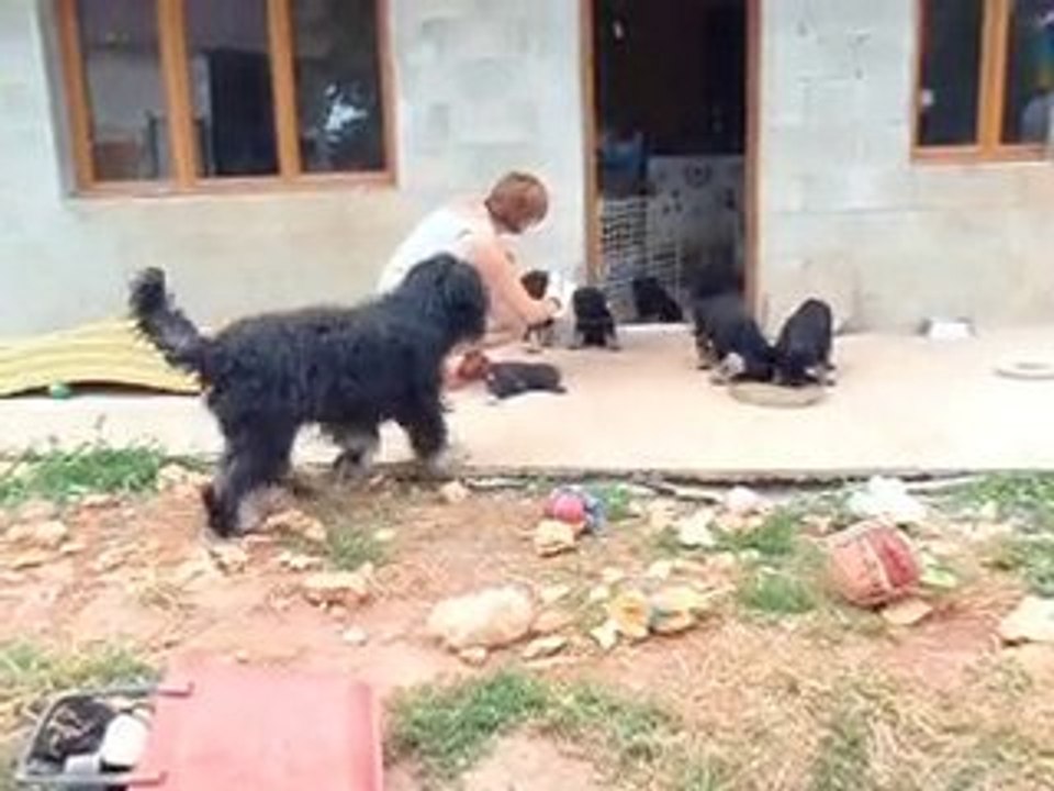 Chiots "F" des Gardiens de la Houlette à 8 semaines